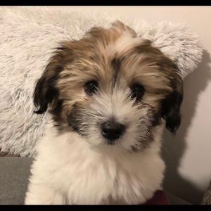 Meet your Posher, Brittny